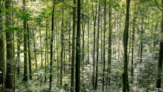 Čišćenje vodom – kako Geberit AquaClean pomaže u uštedi drveta Čišćenje vodom – kako Geberit AquaClean pomaže u uštedi drveta